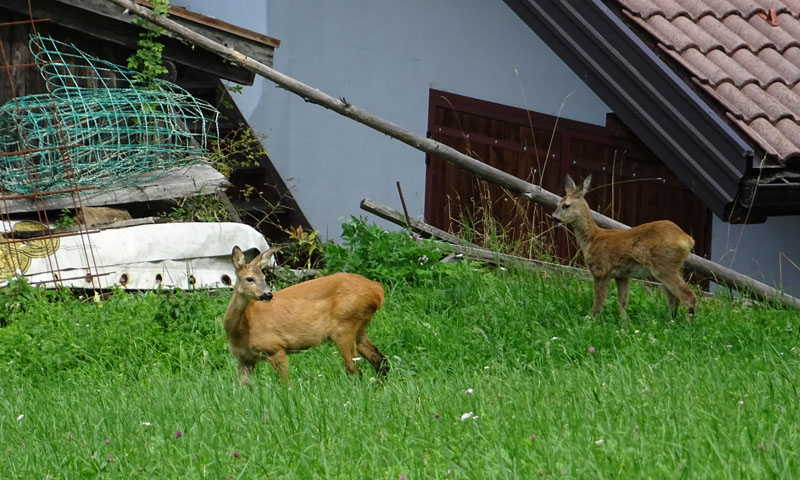 femmina con piccolo......Capreolus capreolus